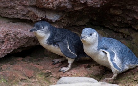 penguins