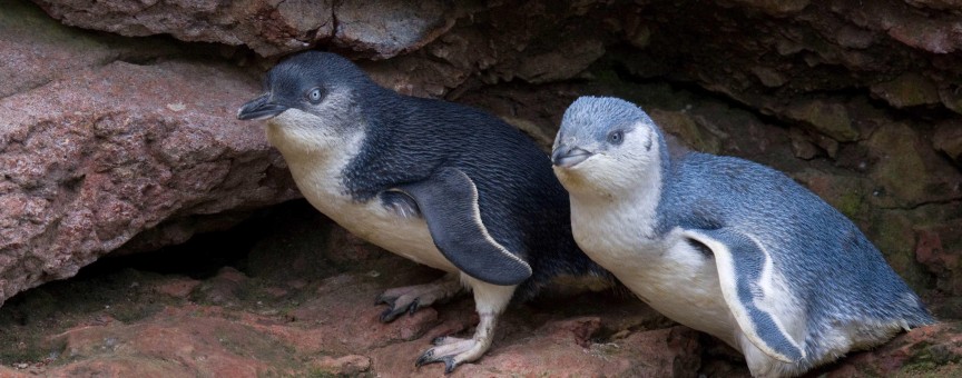 penguins